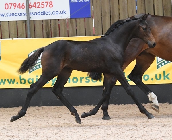 Future-Diamond-Prophecy-HH-4