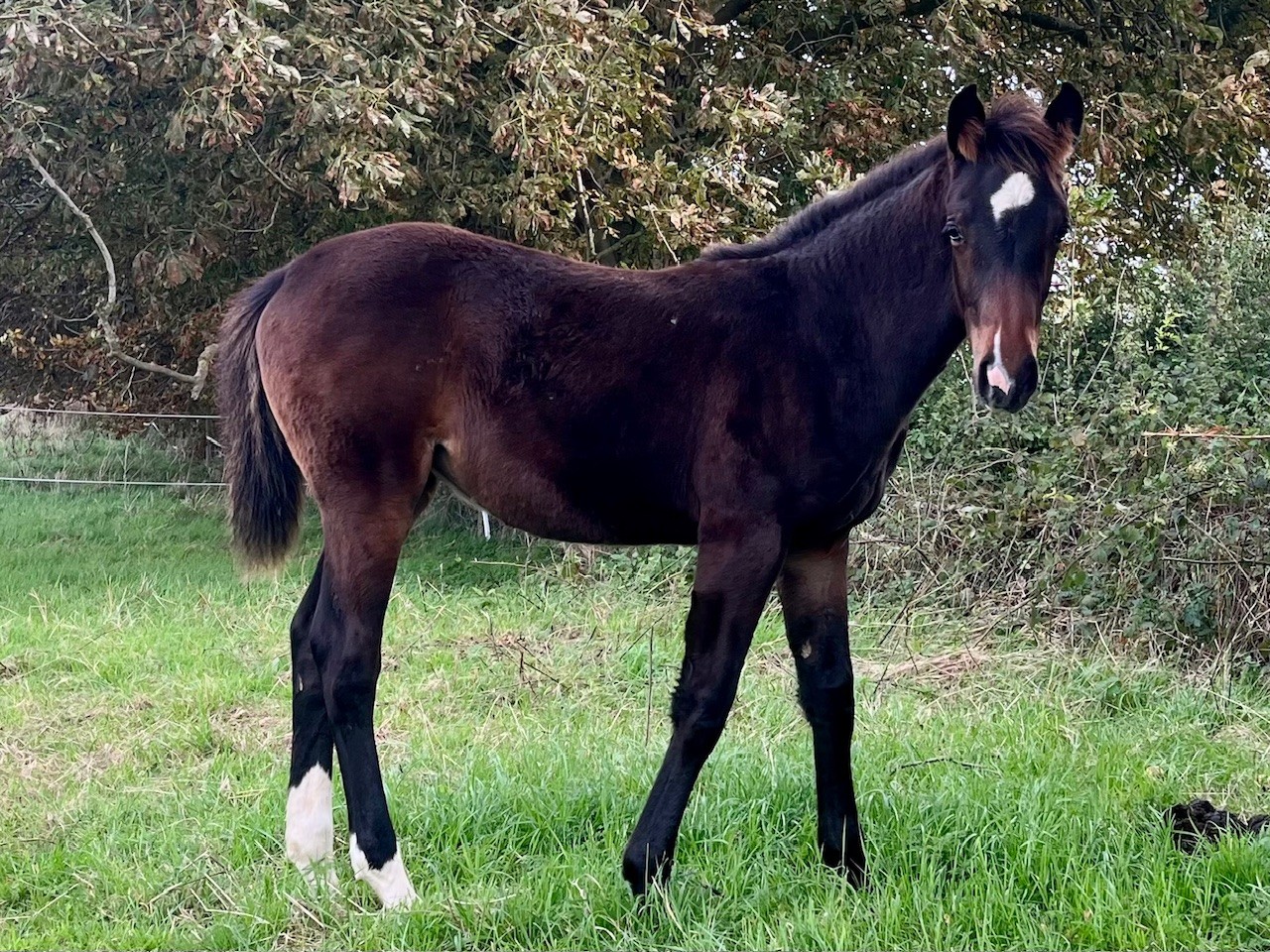 HH Selborne Dream - Copy
